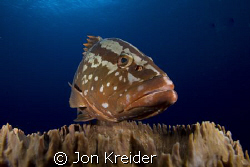 Say hello to Freddie the Nassau Grouper. by Jon Kreider 
